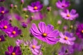 Beautiful pink or purple cosmos Cosmos Bipinnatus flowers at the park