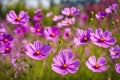 Beautiful pink or purple cosmos Cosmos Bipinnatus flowers at the park