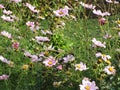 Autumn Cosmos flowers at Queen Elizabeth Park Rose Garden, 2018 Royalty Free Stock Photo
