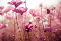 Purple cosmos flowers with sunshine - vintage style Royalty Free Stock Photo