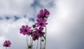 Purple Cosmos flowers under cloudy sky Royalty Free Stock Photo