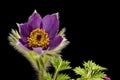 Purple cowbell or kitchen bell - Pulsatilla - with black background