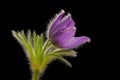 Purple cowbell or kitchen bell - Pulsatilla - with black background - side view