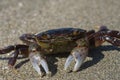 Purple crab on sandy shore