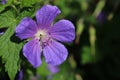 Purple cranesbill