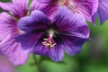 Purple cranesbill flower close up