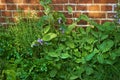 Purple cranesbill flowers growing in a garden. Colorful perennial flower heads blooming in spring. Vibrant and