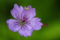 Purple cranesbill with a little insect