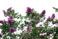 Purple crape myrtle blooming flower with space copy on white background