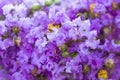 Purple crape myrtle flower lagerstroemia with yellow pollen