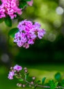 Purple Crape Myrtle Flowers Blooming.