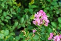 Purple crape myrtle flowers and seeds