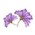 Purple Crape Myrtle Flowers on White Background