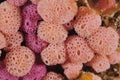 Purple and creamy compound tunicates Royalty Free Stock Photo