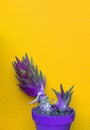 Purple creative Cactus in a pot on yellow wall background. Home decor in detail. Plant asthetic minimalist