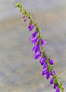 Purple creeping bell flower Ladybells Royalty Free Stock Photo