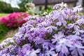 .Purple creeping phlox. Blooming phlox in spring garden, close up. Rockery with small pretty violet phlox flowers.