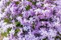 Purple creeping phlox. Blooming phlox in spring garden, top view close up. Rockery with small pretty violet phlox flowers. Royalty Free Stock Photo