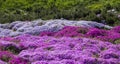 Purple creeping phlox, on the flowerbed. The ground cover is used in landscaping when creating alpine slides and