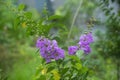 Purple Crepe Myrtle flowers in bloom