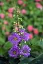 Purple Crepe Myrtle flowers