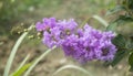 Purple Crepe Myrtle flowers