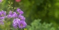 Purple Crepe Myrtle flowers