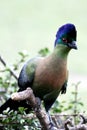 Purple-crested Turaco