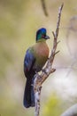 Purple crested Turaco in Kruger National park, South Africa Royalty Free Stock Photo