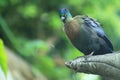 Purple-crested turaco Royalty Free Stock Photo