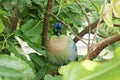 The purple-crested turaco is a species of bird in the Musophagidae family Royalty Free Stock Photo