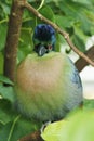 The purple-crested turaco is a species of bird in the Musophagidae family Royalty Free Stock Photo