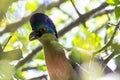 Purple-crested Turaco