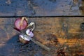 Purple Crimean onion on a wooden surface. Two bulbs in husk, one cut in half with a knife Royalty Free Stock Photo