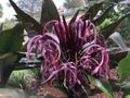 A purple crinum lily & x28;Crinum Asiaticum& x29; Royalty Free Stock Photo