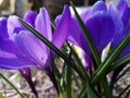 Purple croci flowers Royalty Free Stock Photo