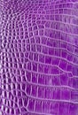 Purple crocodile leather texture