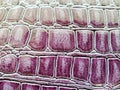 Purple crocodile leather texture with for background.