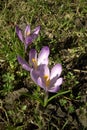 Purple crocus Royalty Free Stock Photo