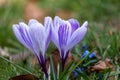 Purple crocus as a harbinger of spring: symbol of the awakening of nature Royalty Free Stock Photo