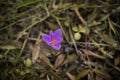 Purple crocus in autumn Royalty Free Stock Photo