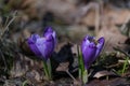Purple crocus and the bee, early spring wildflower and the bee Royalty Free Stock Photo