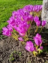 Purple crocus blooming in autumn garden Royalty Free Stock Photo
