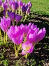 Purple crocus blooming in autumn garden Royalty Free Stock Photo