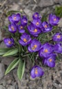 purple crocus blooms in a flowerbed in a garden or park