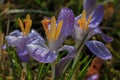 Purple crocus blooms with water drops Royalty Free Stock Photo