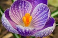 Purple crocus or suffron blossom close up. Blooming crocus flowers in the garden. Spring flowers with dew drops Royalty Free Stock Photo