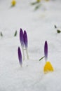 Purple crocus buds and yellow winter aconite buried in snow Royalty Free Stock Photo