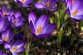 Purple Crocus