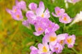 purple Crocus close up , spring blooming, first flowers, nature Royalty Free Stock Photo